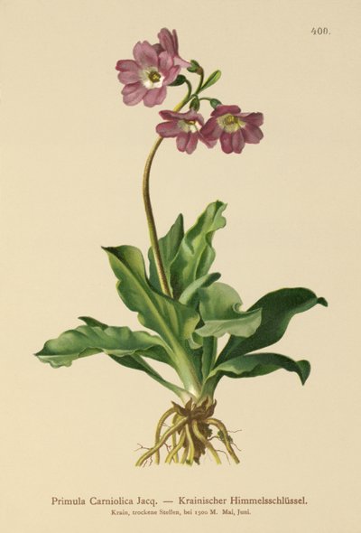 Primula carniolica (Primula Carniolica) da German School
