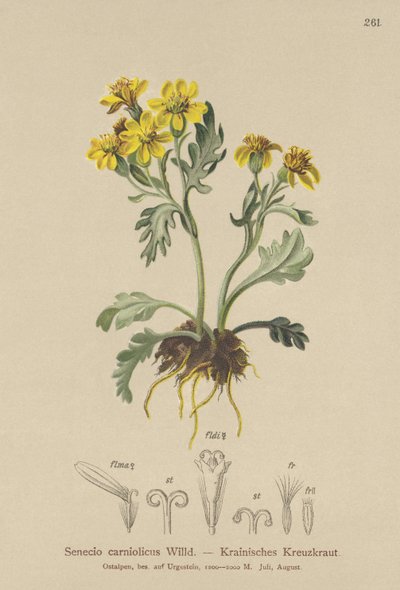 Senecio carniolico da German School
