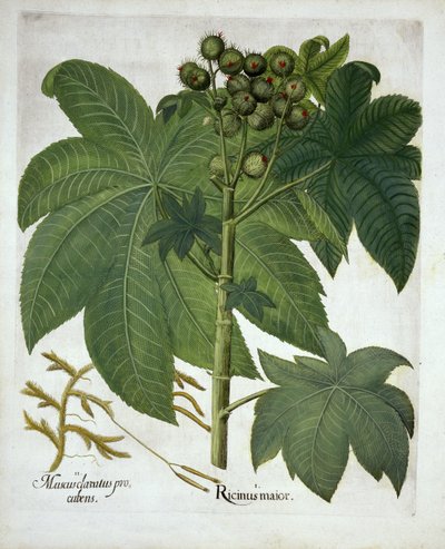 Pianta di ricino, da Hortus Eystettensis, di Basil Besler, pub. 1613 da German School
