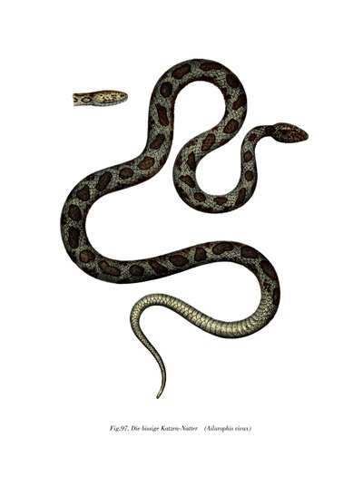 Serpente gatto da German School