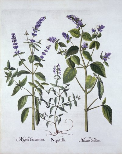 Nepeta e erba gatta, da Hortus Eystettensis, di Basil Besler, pub. 1613 da German School