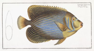 Chaetodon Imperator da German School