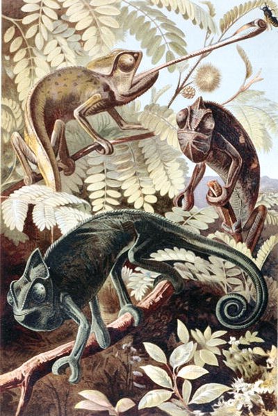 Camaleonte, tavola da 