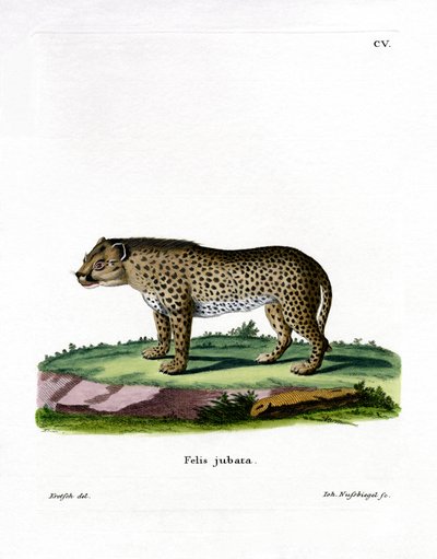 Ghepardo da German School