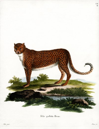 Ghepardo da German School