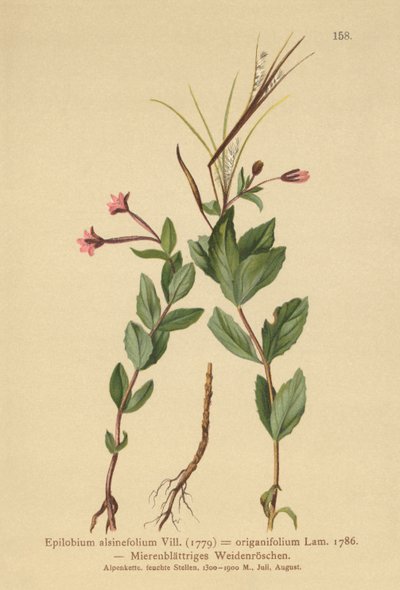 Epilobio a foglie di stellaria (Epilobium alsinefolium, Epilobium origanifolium) da German School