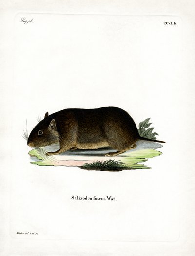 Ratto delle rocce cileno da German School