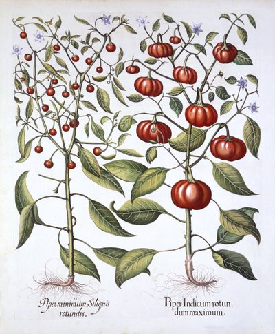 Peperoncino [famiglia delle solanacee], da Hortus Eystettensis, di Basil Besler, pub. 1613 da German School