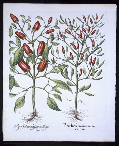 Piante di peperoncino, da Hortus Eystettensis di Basil Besler, pub. 1613 da German School