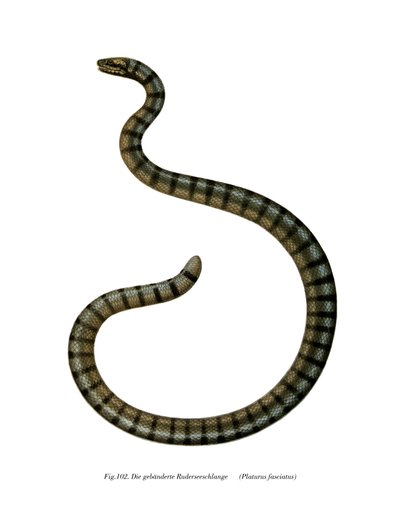 Serpente marino cinese da German School