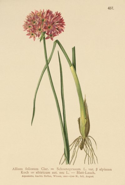 Allium foliosum, Allium Schoenoprasum var. alpinum, Allium sibiricum da German School