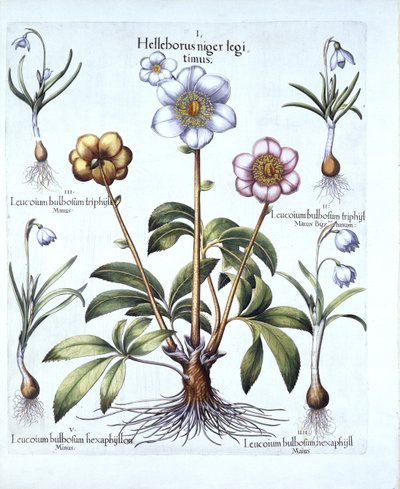 Rosa di Natale e varietà di bucaneve, da Hortus Eystettensis, di Basil Besler, pub. 1613 da German School