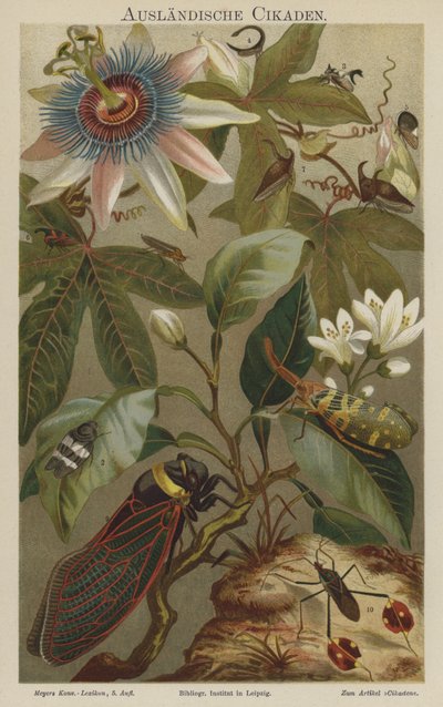 Cicale da German School