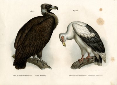 Avvoltoio cinereo, 1864 da German School