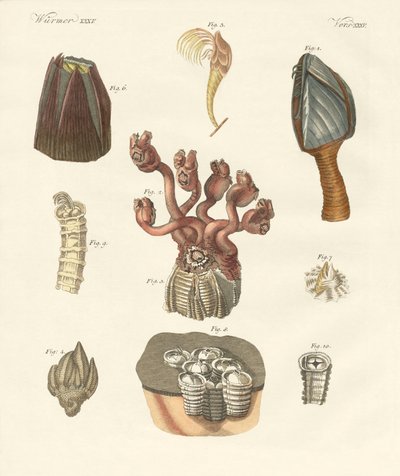 Cirripedi, policheti o brachiopodi da German School