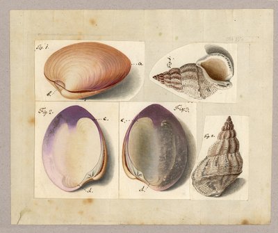 Vongola e lumaca di mare: Venus Mercenaria Linnaei, Buccino glacioli Linnaei, 1785 da German School