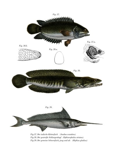 Pesce arrampicatore da German School