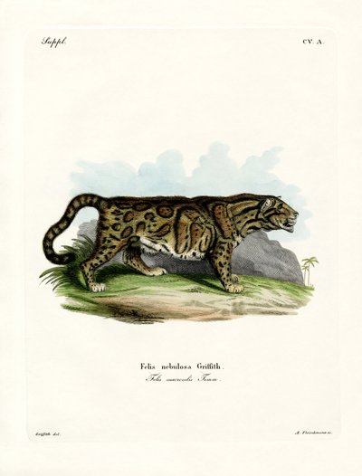 Leopardo nebuloso da German School