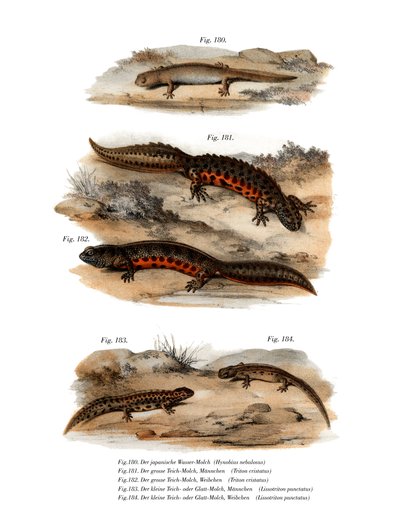 Salamandra nuvolosa da German School