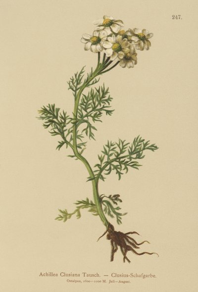 Achillea di Clusius da German School