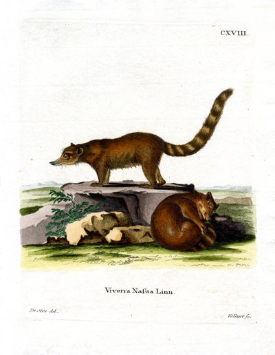 Coati da German School