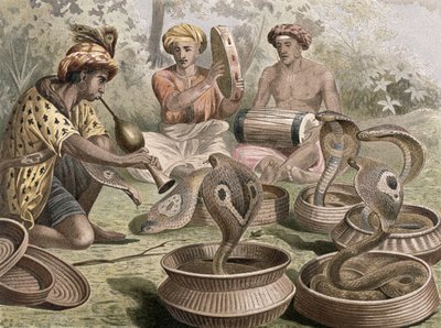 Cobra, tavola da Brehms Tierleben: Allgemeine Kunde des Tierreichs, vol.7, p.355, pubblicato da Bibliographisches Institut, 1892 da German School