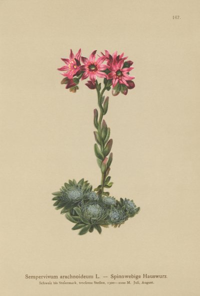 Semprevivo ragnateloso (Sempervivum arachnoideum, Sedum arachnoideum, Sempervivum sanguineum) da German School