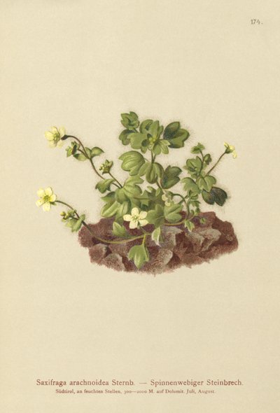 Sassifraga ragnatelosa (Saxifraga arachnoidea) da German School