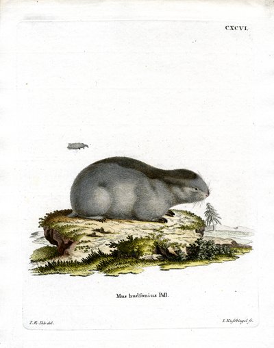 Lemming dal collare da German School
