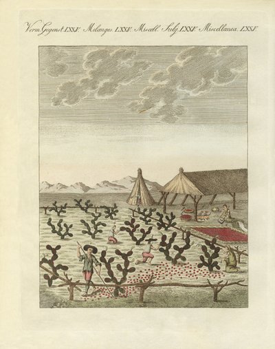 Raccolta di cocciniglie da German School