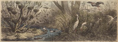 Colonia di uccelli acquatici sul fiume Tisza in Ungheria da German School