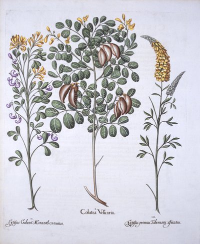 Albero di Colutea e varietà di Cytisus, da Hortus Eystettensis, di Basil Besler, pub. 1613 da German School