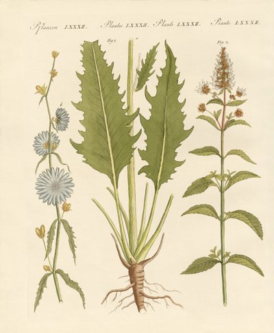 Piante commerciali e medicinali da German School