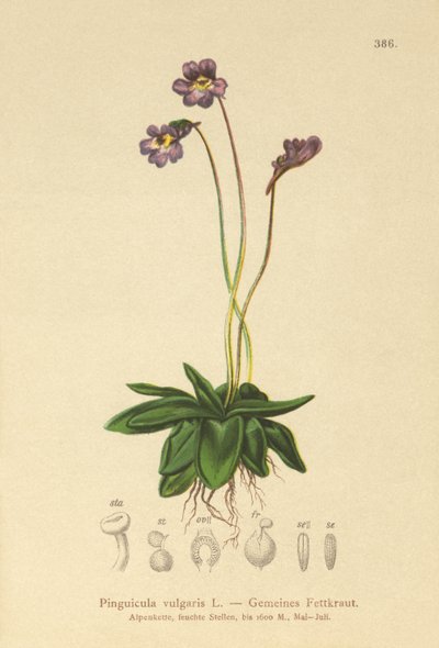 Pinguicola comune (Pinguicula vulgaris) da German School