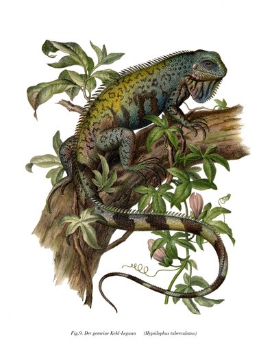 Iguana comune da German School