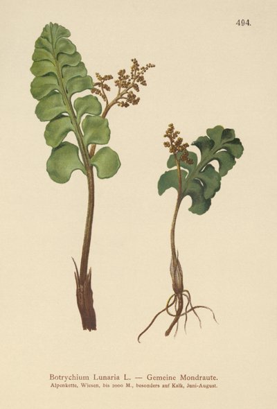 Botrychium lunaria da German School
