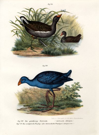 Gallinella d