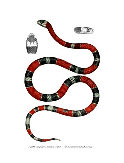 Serpente dal collare comune da German School