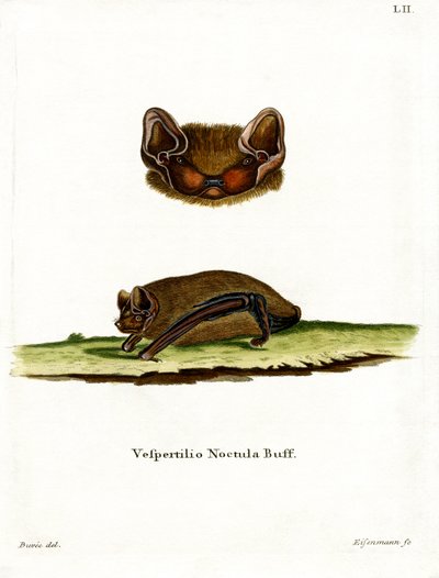 Pipistrello notturno comune da German School