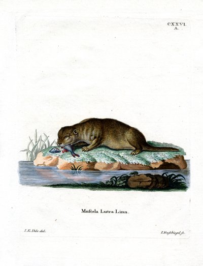 Lontra comune da German School