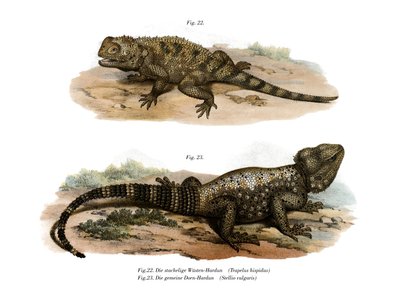 Agama spinosa comune da German School