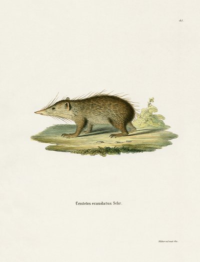 Tenrec comune da German School