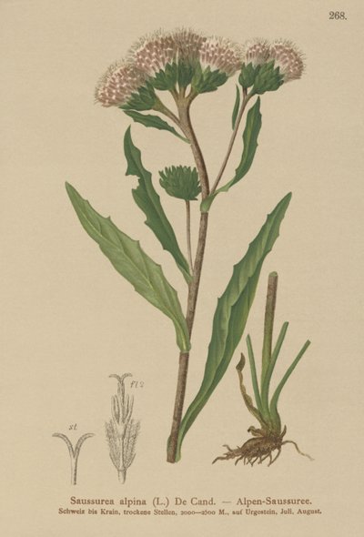 Saussurea comune (Saussurea alpina) da German School