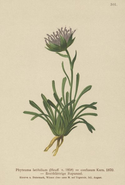 Raponzolo confuso (Phyteuma confusum, Phyteuma latifolium, Phyteuma hemisphaericum ssp. confusum, Phyteuma nanum) da German School