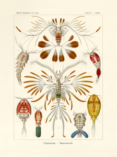 Copepodi da German School