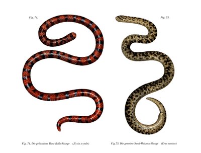 Serpente cilindrico corallino da German School