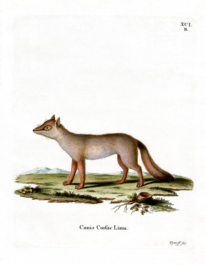 Volpe Corsac da German School