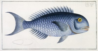 Coryphaena Coerulea da German School
