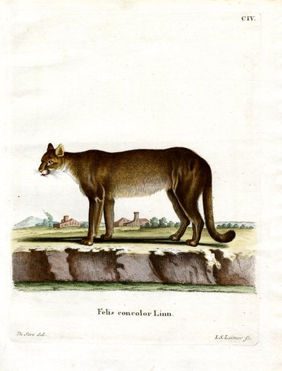 Puma da German School