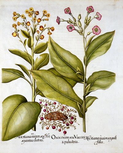 Mirtillo rosso e tabacco fiorito, da Hortus Eystettensis, di Basil Besler, pub. 1613 da German School